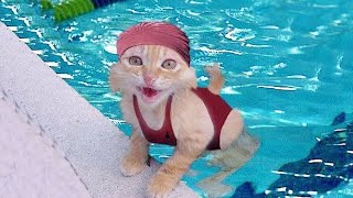 ПРИКОЛЫ С ЖИВОТНЫМИ ДО СЛЕЗ / Смешные КОТЫ 2022 / Приколы с КОТАМИ / Funny ANIMALS video