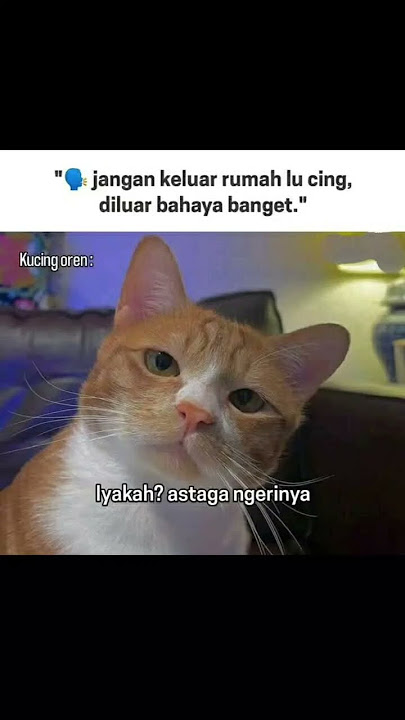 🐈oren ni boss #cat #funny #kucing #catlovers #cute  dukungan kalian: https://saweria.co/dexaeza