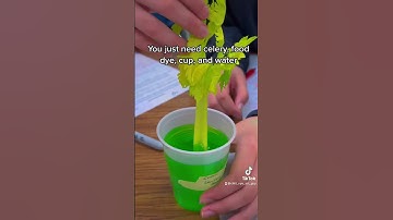 Plant dye lab experiment fun colors cheap lab easy simple science class hack 🌱💐🌹🌿🍃🌷