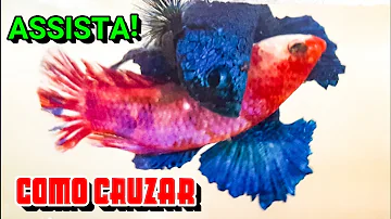 Como o peixe namora?