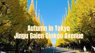 Jingu Gaien Ginkgo Avenue | 明治神宮外苑のイチョウ並木 | Autumn in Tokyo 2021