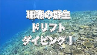 珊瑚の群生・イソバナ・カスミアジ・スキューバダイビング・ディーズパルス沖縄