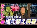 【洋蘭】カトレアの植え替え講座カトレア編！植物のコツとポイントをわかりやすくレクチャー！Repotting a Cattleya