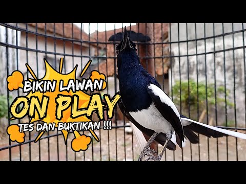 Pancingan Kacer Agar ON Rangsang Emosi dan BIRAHI KACER