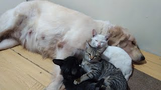 BABY KITTENS AND BIG DOG Awesome Friendship by Top Kitten TV 111 views 2 years ago 3 minutes, 46 seconds