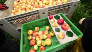 Nfo Greenpeace Slaat Plank Flink Mis