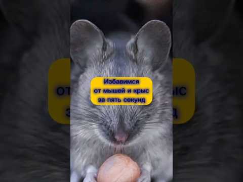 Как Избавиться от КРЫС и МЫШЕЙ ОДИН РАЗ и НАВСЕГДА! #дача #дом #крысы #мыши #огород #грызуны #сад