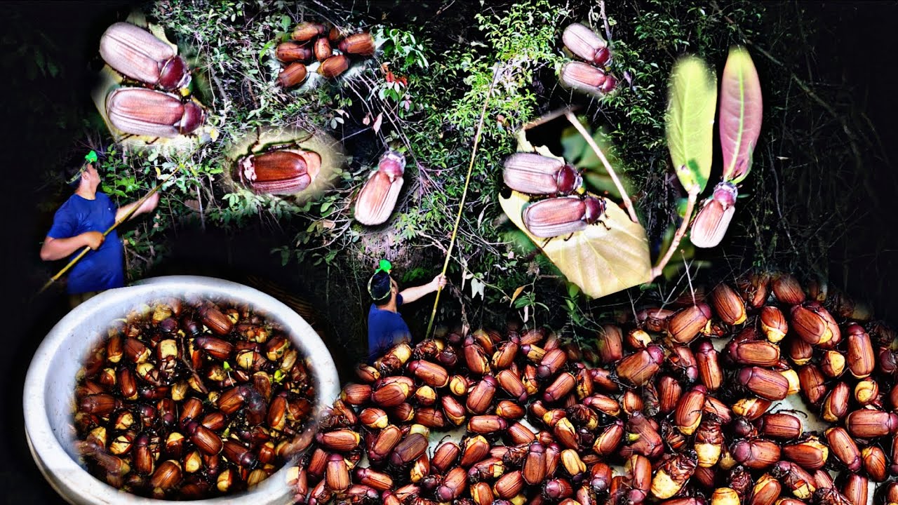 ป๊าดๆไปหาแมงจินูนหมานสุดยอดจริงๆครับแมงจินูนมีแต่ตัวใหญ่ๆไข่ๆ ได้ 200 เกือบ 300 ตัว/25/ก.พ/69