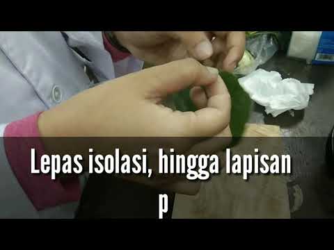 pengamatan-stomata-daun-bayam-perbesaran-40x-dengan-mikroskop