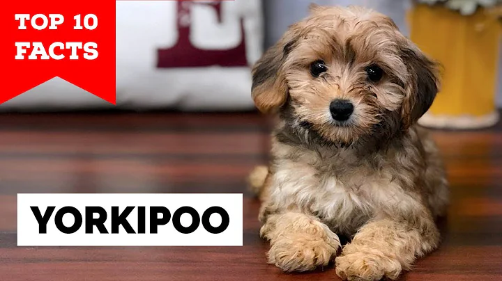 Yorkipoo - Top 10 Facts - DayDayNews