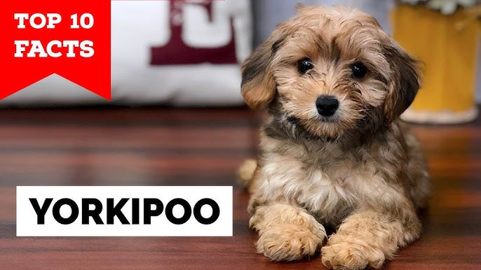 wallpapers Yorkie Poo Terrier Mix yorkipoo top 10 facts youtube
