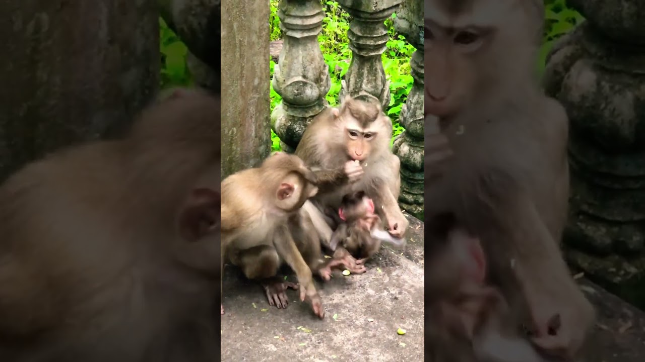 baby monkey MARCO and Mom Monny