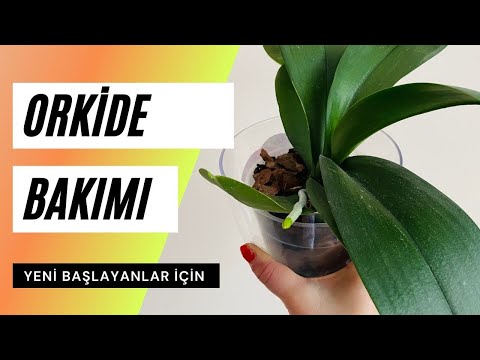 Video: Gizemli orkide: evde büyüyen