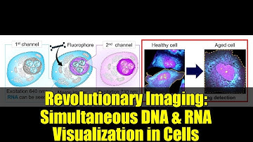 Revolutionary Imaging: Simultaneous DNA & RNA Visualization in Cells