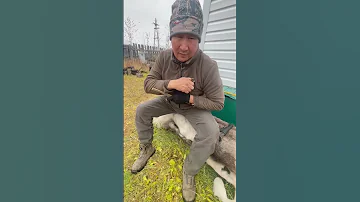 На что способен маленький нож от компании @yakutianknife.