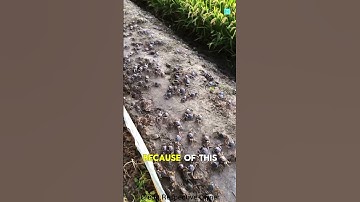 Nature’s Tiny Farmers 🐛🌾