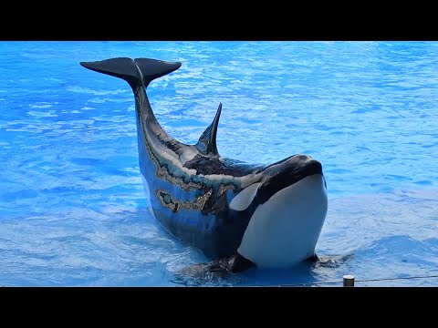 Assistir!-4KHD▻ A Baleia/The Whale 【2023】 Filme Completo Dublado (Online)   Մամուլի խոսնակ - Անկախ հրապարակումների հարթակ