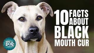 10 Facts About Black Mouth Cur   Guide for Cur Dog Owners