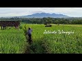 Suasana desa pelosok wonogiri persawahan view gunung lawu