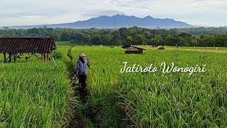 Suasana desa pelosok wonogiri persawahan view gunung lawu