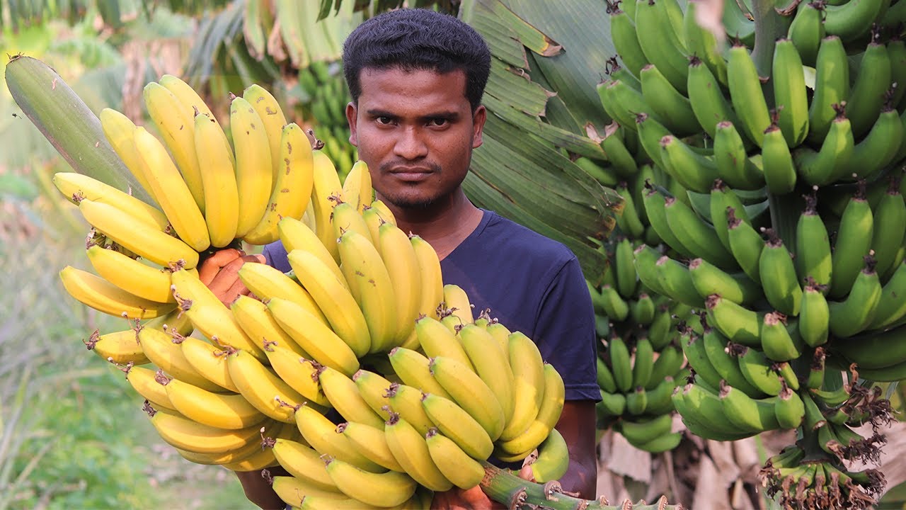 Ripe Banana Picking From Banana Garden (Part 2) YouTube
