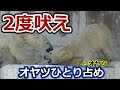 ホウちゃんママに2度吠え💗シロクマの母娘【天王寺動物園】