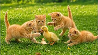 🐱✨ Playful Kittens Chasing Little Duck in a Green Field – Cute Cat Sounds – Relaxing Cat Video screenshot 4
