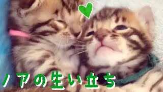 【祝1歳】おっきいベンガル赤ちゃんノアの1歳までの生い立ち