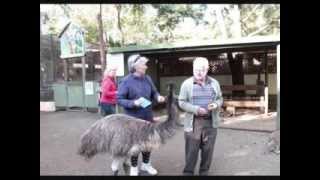 DINGO TRAVEL the  Blue Mountains Tours