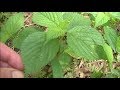 White Snakeroot and Wood Nettle Comparison - Viewer Requested Video