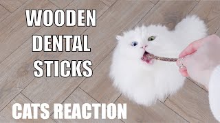 Dental Stick Got Stuck On Jerrie's Tooth | Cats' Reaction To Wooden Dental Sticks