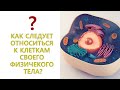 Как следует относиться к КЛЕТКАМ своего ТЕЛА, забота о себе (Секлитова Л.А. и Стрельникова Л.Л.)