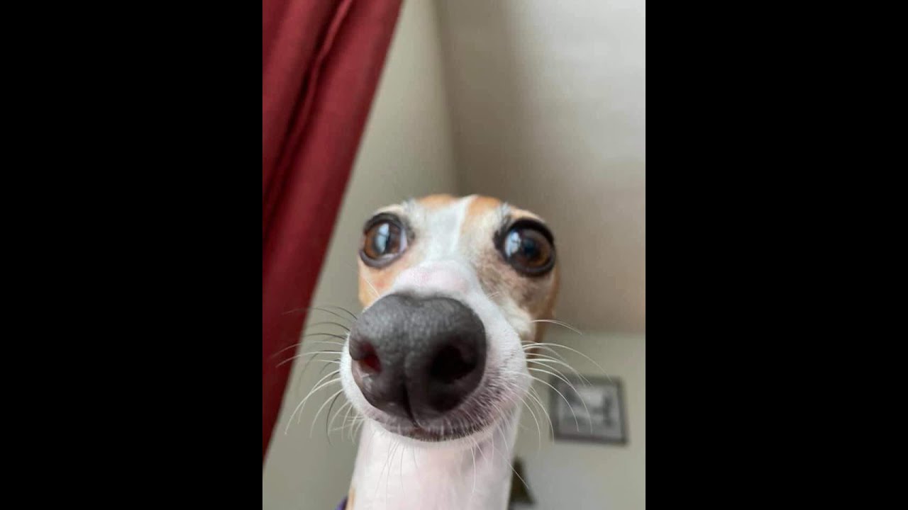 Funny dog selfies - Funny dog expressions 