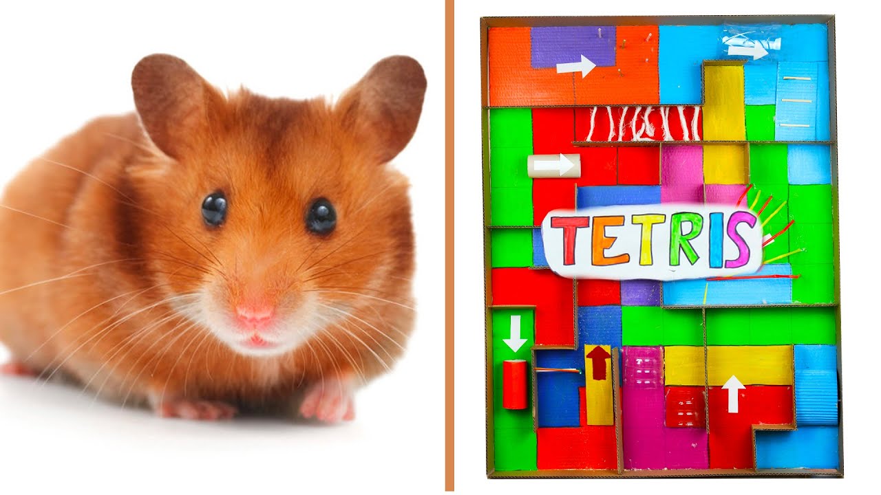 hamster maze youtube hamster maze youtube