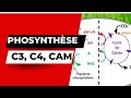 Photosynthèse: C3, C4 et CAM