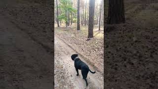 Staffordshire Bull Terrier Spacer W Lesie