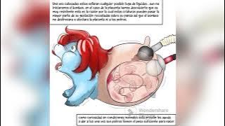 Los fluffys hermanos ( fluffy pony abuse )