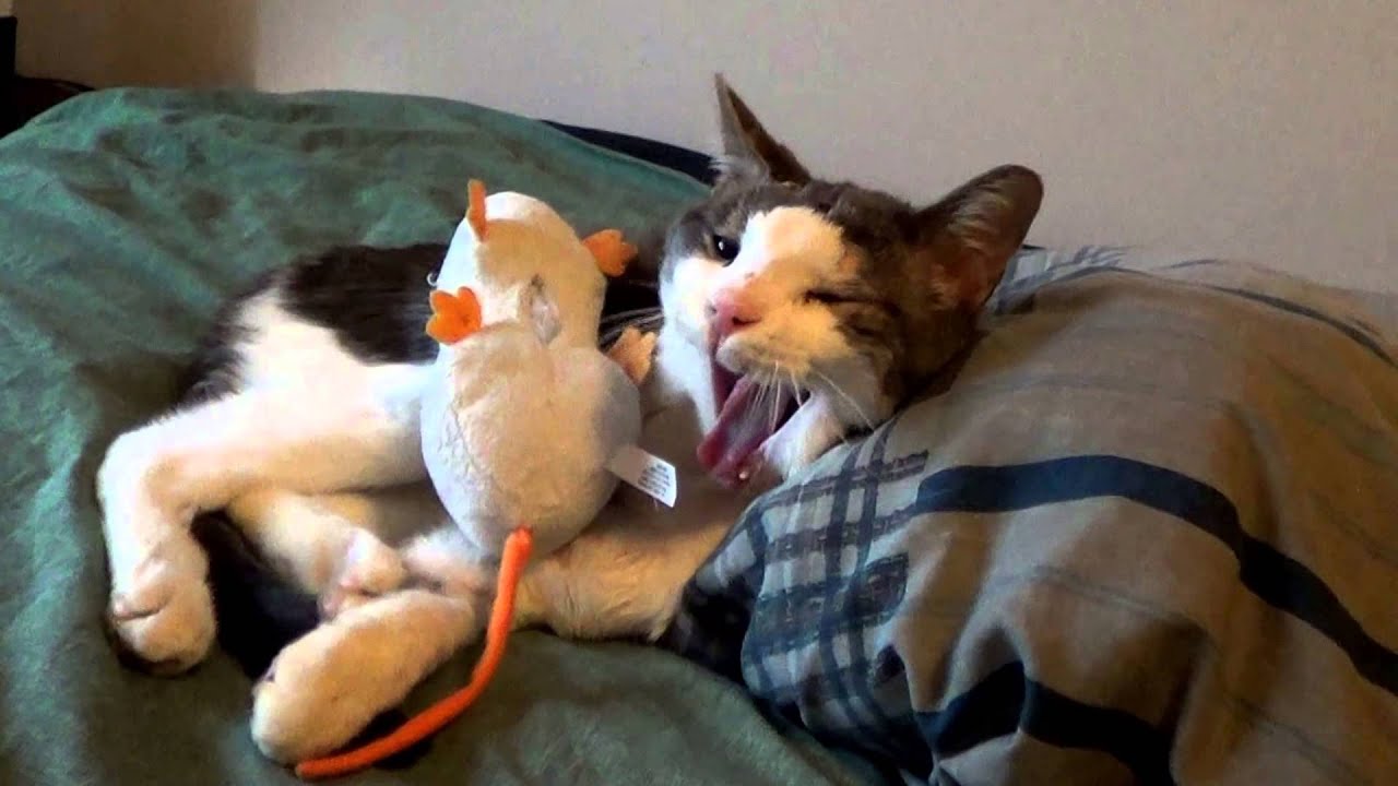 Big yawn: 9 days after broken lower jaw wired together 