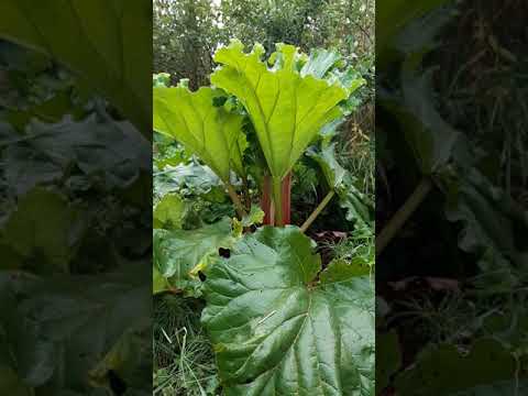 Video: Rhubarb: Breeding In The Fall