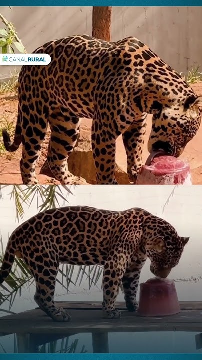 Onças pintadas ganham picolé de carne