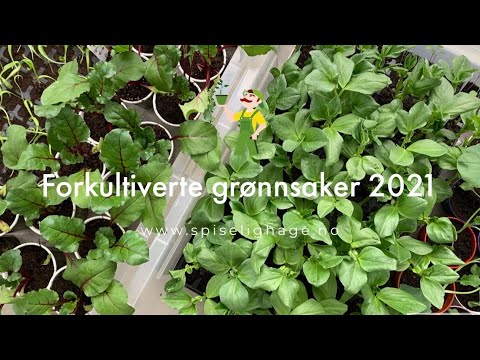 Video: En Amerikansk Familie Ble Bøtelagt 500 Dollar For En Grønnsakshage - Alternativ Visning