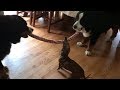 Tiny puppy wins tug-of-war against giant Bernese Mountain dogs