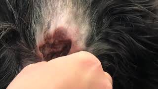 Plucking a dog's ears