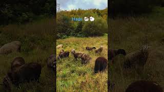 Наші 🐏🐑 shorts #shorts #sheep #dorper #ukraine #вівці #закарпаття #село #черник #гори #осінь