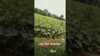 Jay Shri Sitaram,#सुंदरकांड #pat #samti#nayakheda #viral #song #