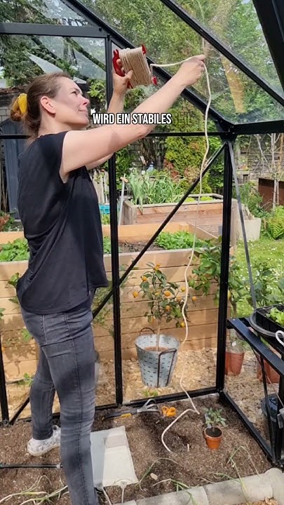 Der Tomatentrick Tomaten an Schnüren ziehen! garten