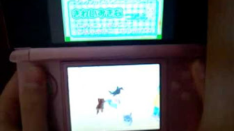 かわいい子猫ds 実況 Youtube