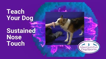 Teach Dog Tricks - Sustained Nose Touch