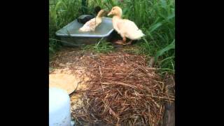 Ducklings Playing in Water