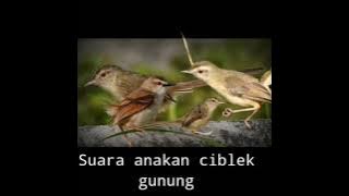 Suara anakan cigun/ciblek gunung || Paling ampuh untuk pikat